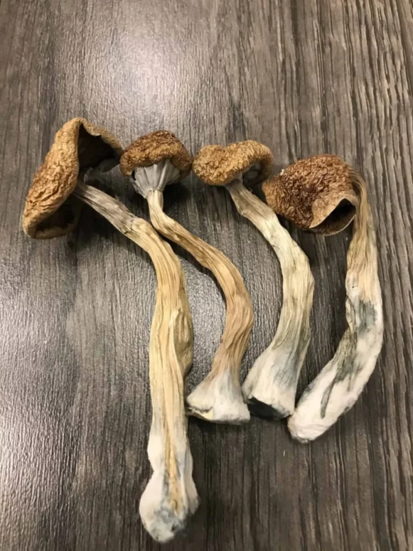 African Transkei Mushrooms UK