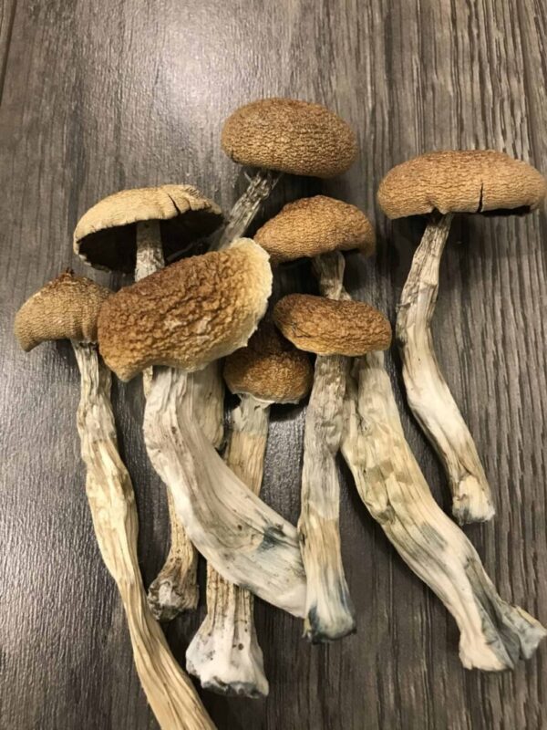 Amazonian Psilocybin Mushrooms UK