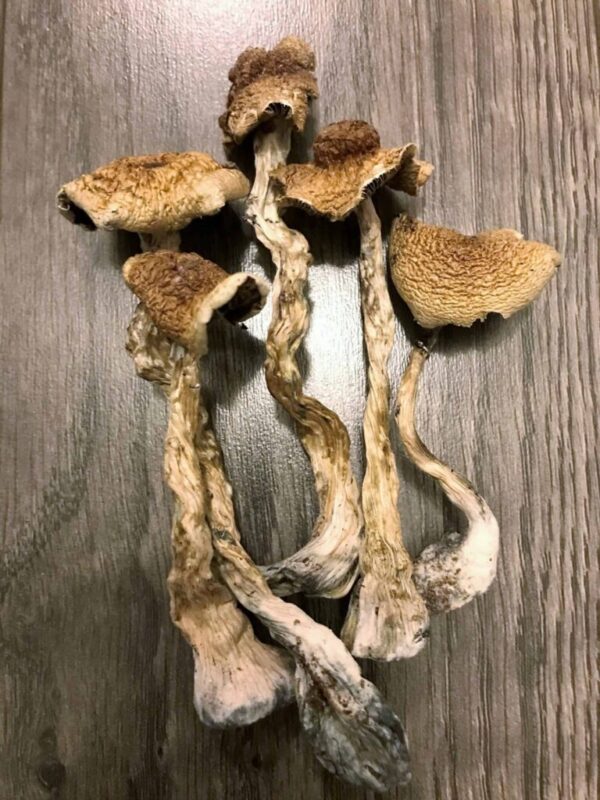 B+ Psilocybin Magic Mushrooms UK