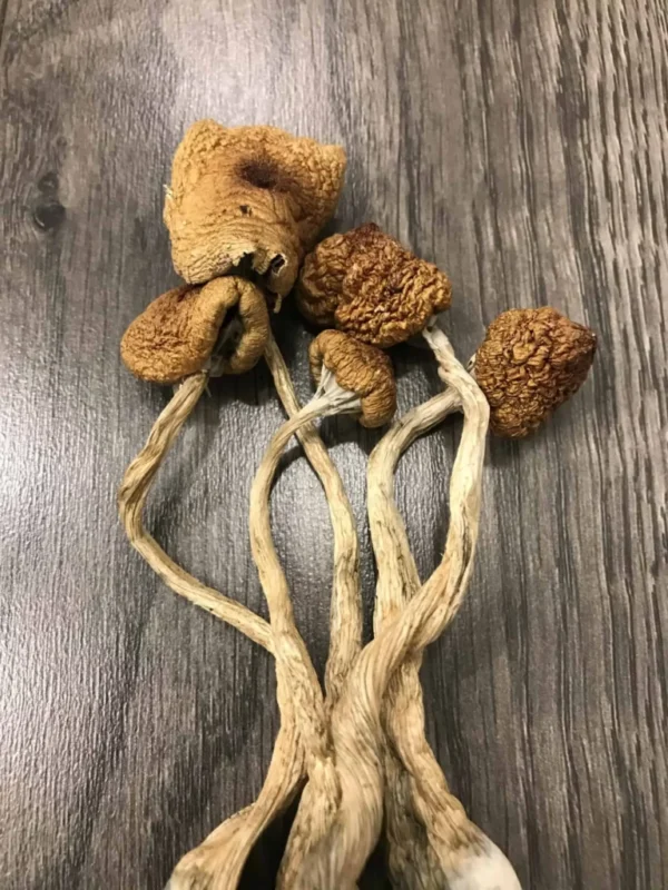 Blue Meanies Mushrooms UK