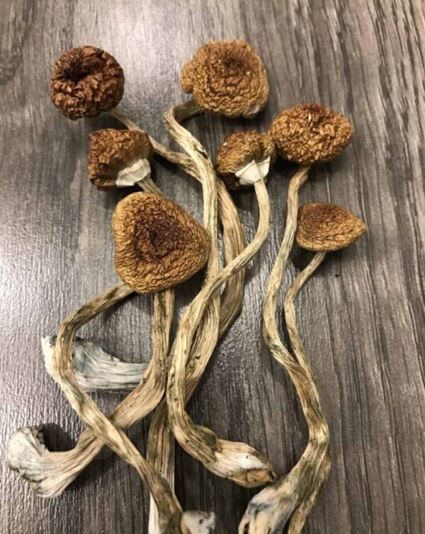 Cambodian Magic Mushrooms UK