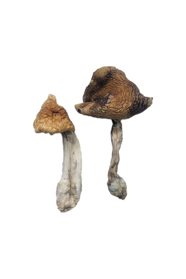 Buy Hawaiian Magic Mushrooms UK