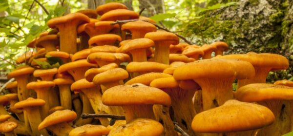 Buy Jack-O Lantern Mushrooms online London UK
