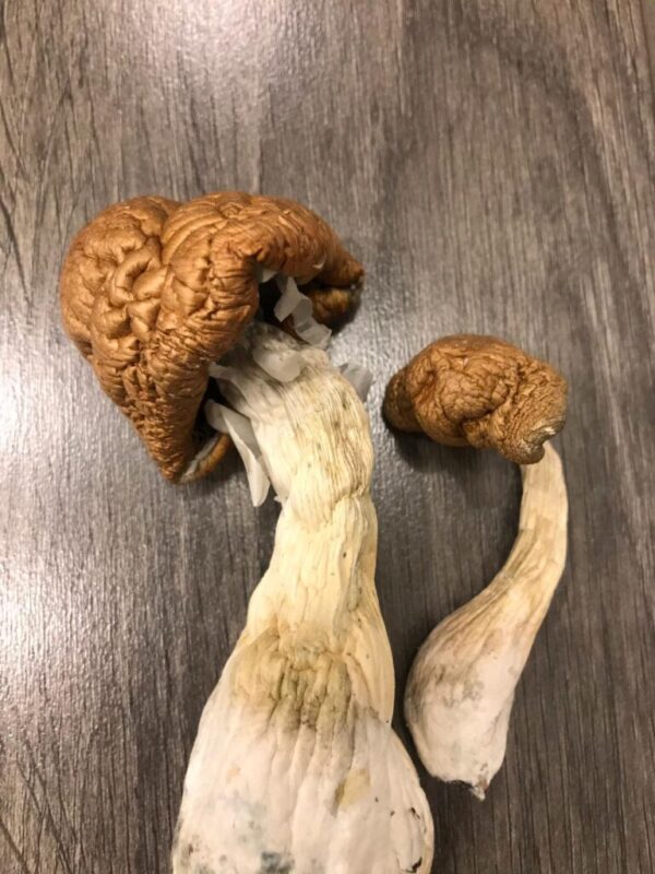 Malabar Magic Mushrooms UK