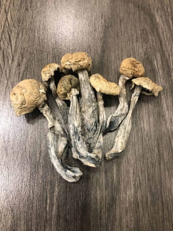 Buy Mazatapec Magic Mushrooms UK
