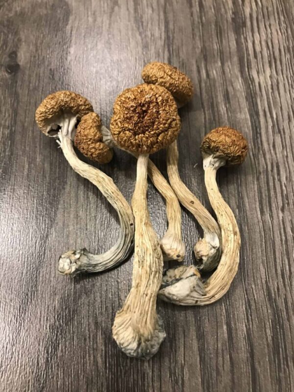 Mexican Magic Mushrooms UK