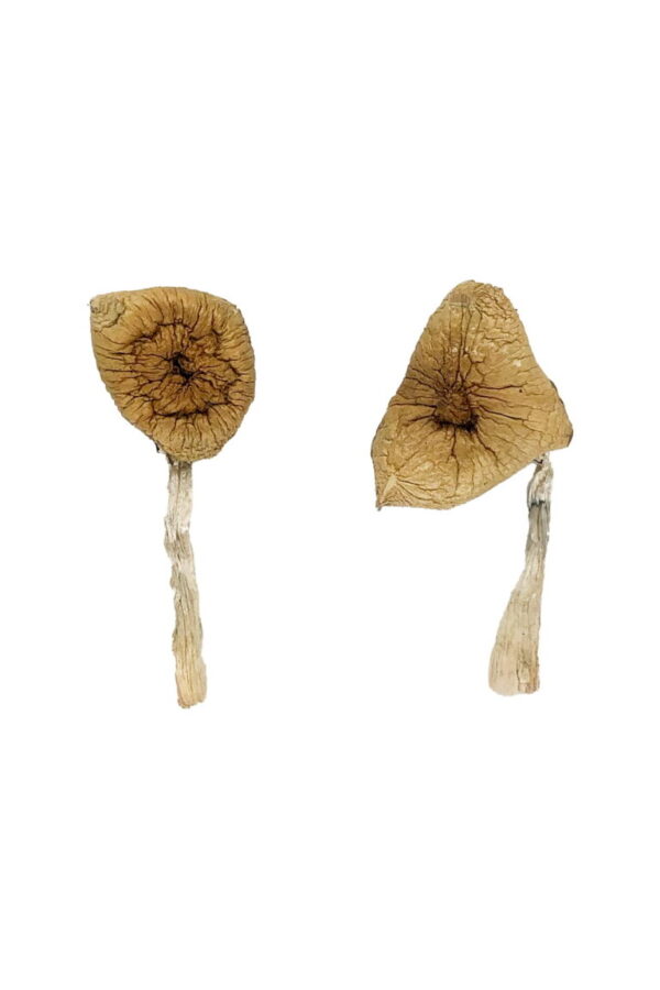 Blue Magnolia Magic Mushrooms UK