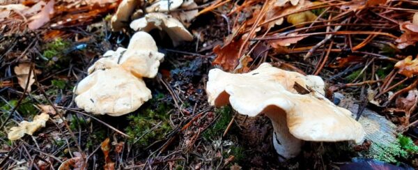 Buy Hedgehog Mushrooms online London UK