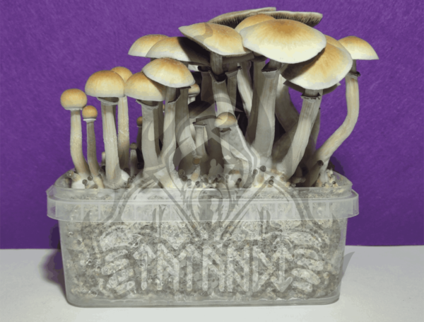 Blue Meanie Magic Mushroom kit – Tatandi